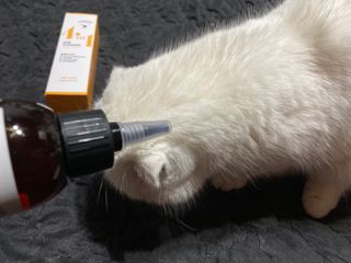 화이집사님이 올린 리뷰 사진 3