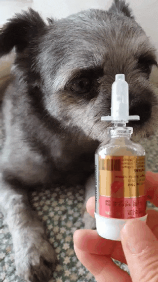 무지조타 반려동물용 꽃으로만든영양제 헬리코디펜스 15ml — 5점을 준 리뷰어가 2021년 8월 올린 사용 사진
