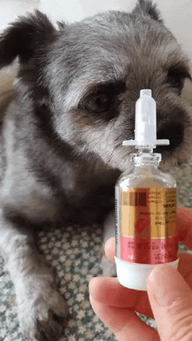 반려동물용 꽃으로만든영양제 헬리코디펜스 15ml 리뷰 사진