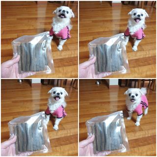 My Pet Care 천연단백질 치아건강에 개좋아 — 5점을 준 리뷰어가 2021년 2월 올린 사용 사진