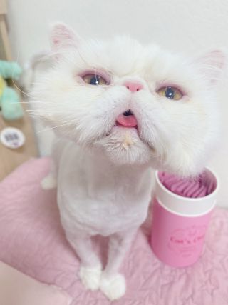 페페로니 잘 먹는 캣츄 - 알래스카 연어 24개입 — 5점을 준 리뷰어가 2021년 9월 올린 사용 사진