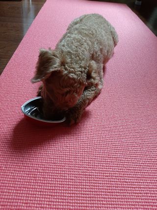 비타크래프트 조에시 하트캔 85g 강아지 습식캔 10캔 — 5점을 준 리뷰어가 2021년 7월 올린 사용 사진