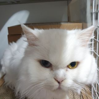 옹알이님이 올린 리뷰 사진 1