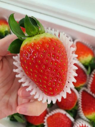 옳음 딸기 논산 설향 딸기 900g 산지직송 — 5점을 준 리뷰어가 2021년 1월 올린 사용 사진