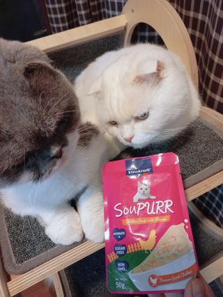 비타크래프트 고양이 수프 50g 3가지맛 x4팩씩 총 12팩 — 5점을 준 리뷰어가 2021년 10월 올린 사용 사진