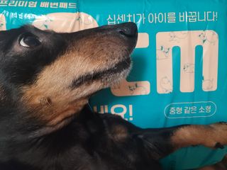 아베크 펫 와이드 프리미엄 중형 애견 강아지 배변 패드 54매 1팩 45g — 4.5점을 준 리뷰어가 2021년 7월 올린 사용 사진