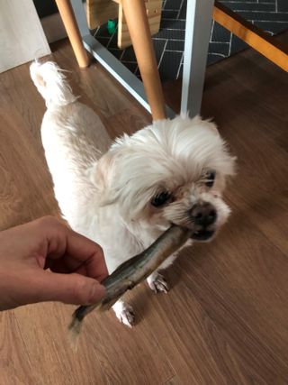 [펫시밀] 원물그대로 영양듬뿍 동결건조 왕북어트릿300g,왕치킨트릿400g,열빙어트릿300g 대용량 간식 — 5점을 준 리뷰어가 2023년 5월 올린 사용 사진