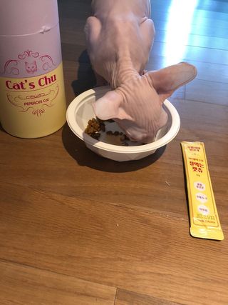 페페로니 잘 먹는 캣츄 - 무항생제 닭고기 12개 + 원양선 참치 12개 — 5점을 준 리뷰어가 2021년 8월 올린 사용 사진