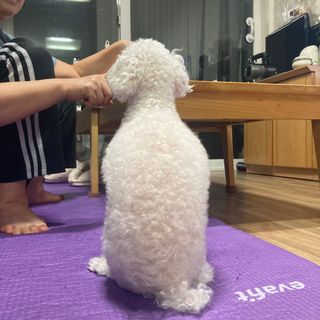 [보헤리] 국내산 강아지 육포간식 바삭 64 2종 — 5점을 준 리뷰어가 2022년 4월 올린 사용 사진