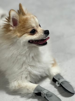 초초이님이 올린 리뷰 사진 4