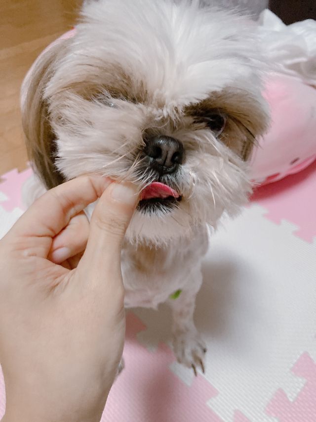 도그퓨어 피부와모질/혼합유산균/글루코사민 유기농 로스팅 사료 리뷰 사진