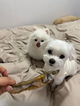 [펫시밀] 원물그대로 영양듬뿍 동결건조 왕북어트릿300g,왕치킨트릿400g,열빙어트릿300g 대용량 간식 — 5점을 준 리뷰어가 2023년 5월 올린 사용 사진