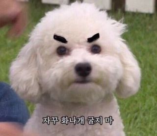 베이컨박스 [BACON] 고아웃클럽 산책 안전벨트 라이트 - 소형견용 — 5점을 준 리뷰어가 2021년 12월 올린 사용 사진
