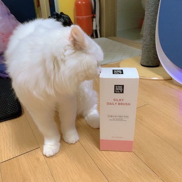 코코몰리 실키 데일리 원터치 브러쉬 리뷰 사진