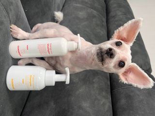 [댕모어 샴푸 2종] 댕샴푸 / 퍼피샴푸  2종 세트 (300ml) — 5점을 준 리뷰어가 2023년 8월 올린 사용 사진