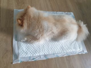 아베크 펫 와이드 프리미엄 중형 애견 강아지 배변 패드 54매 1팩 45g — 4.5점을 준 리뷰어가 2021년 7월 올린 사용 사진