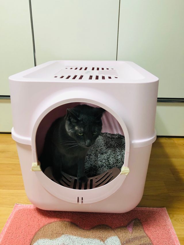 알프래드 블랙샌드 리뷰 사진