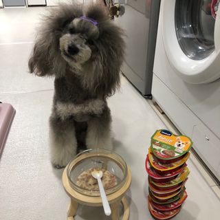 비타크래프트 조에시 하트캔 85g 강아지 습식캔 10캔 — 5점을 준 리뷰어가 2021년 7월 올린 사용 사진