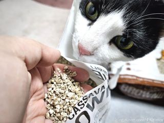 브라우니모래 [브라우니] 고양이 카사바모래 브라우니 천연 응고형 모래  6Lx2개 — 4점을 준 리뷰어가 2023년 11월 올린 사용 사진