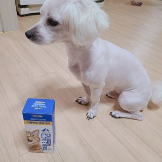 씨디랩 구강에서 장까지 한 번에 관리하는 더블락토 강아지 고양이 유산균 — 5점을 준 리뷰어가 2021년 6월 올린 사용 사진