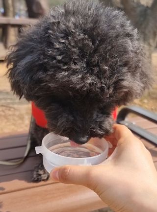 몽베스트 [MONTBEST] 330mL 20병 — 5점을 준 리뷰어가 2023년 3월 올린 사용 사진