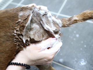 마리앤루이펫샴푸 [mari and louie pet shampoo] — 5점을 준 리뷰어가 2021년 6월 올린 사용 사진