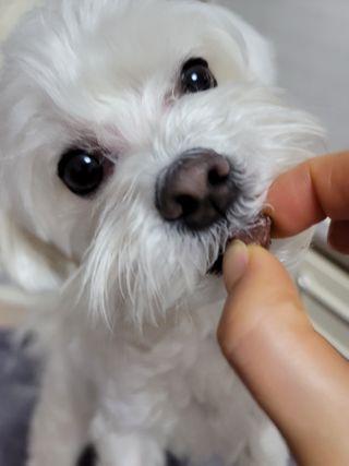 My Pet Care 천연단백질 눈건강에 개좋아 — 5점을 준 리뷰어가 2021년 2월 올린 사용 사진
