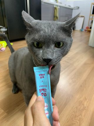 페페로니 잘 먹는 캣츄 - 원양선 참치 24개입 — 5점을 준 리뷰어가 2021년 10월 올린 사용 사진