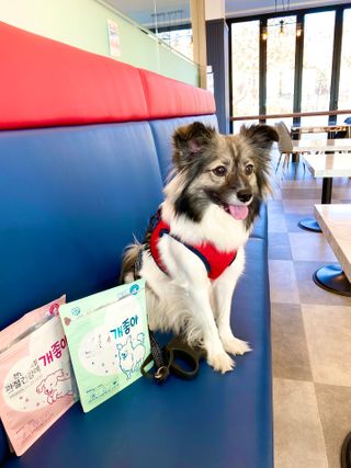 My Pet Care 천연단백질 관절건강에 개좋아 — 5점을 준 리뷰어가 2021년 1월 올린 사용 사진