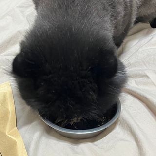[보헤리] 국내산 강아지 육포간식 바삭 64 2종 — 5점을 준 리뷰어가 2022년 3월 올린 사용 사진