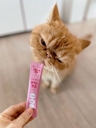 페페로니 잘 먹는 캣츄 - 알래스카 연어 24개입 — 5점을 준 리뷰어가 2021년 9월 올린 사용 사진
