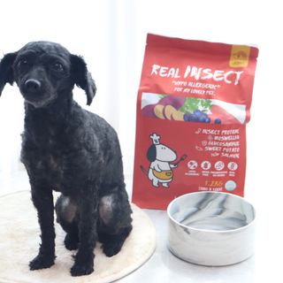 [푸디웜] 라포그  리얼인섹트 관절 저알러지 강아지 사료  1.2KG — 5점을 준 리뷰어가 2022년 8월 올린 사용 사진