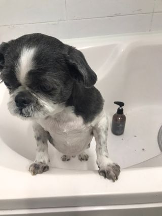 마리앤루이펫샴푸 [mari and louie pet shampoo] — 5점을 준 리뷰어가 2021년 5월 올린 사용 사진