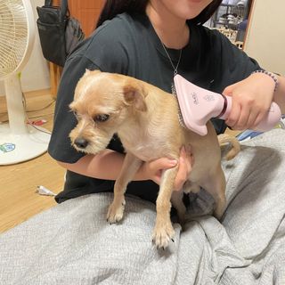 아베크 펫 강아지 고양이 애견 에어 브러쉬 드라이기 올인원 — 5점을 준 리뷰어가 2021년 7월 올린 사용 사진