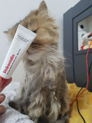 [자유펫] 시코니딘 고양이 강아지 피부 보습 연고 20g — 5점을 준 리뷰어가 2021년 11월 올린 사용 사진