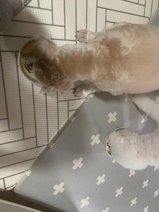분홍봉구맘님이 올린 리뷰 사진 3