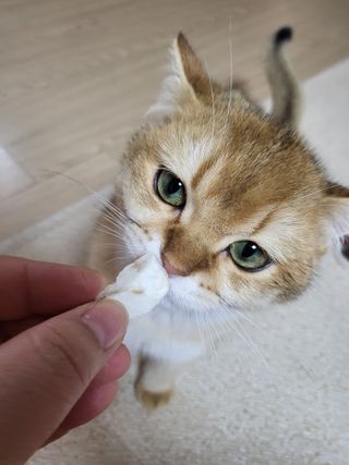 [펫시밀] 원물그대로 영양듬뿍 동결건조 왕북어트릿300g,왕치킨트릿400g,열빙어트릿300g 대용량 간식 — 5점을 준 리뷰어가 2023년 5월 올린 사용 사진