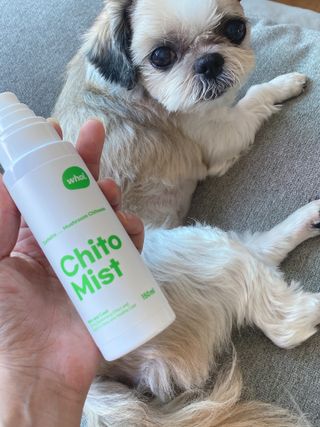 whol 키토미스트 150ml + 실리콘바디브러쉬  강아지 고양이 항균항바이러스, 강력탈취 피부 보습,무향 — 4.5점을 준 리뷰어가 2022년 9월 올린 사용 사진