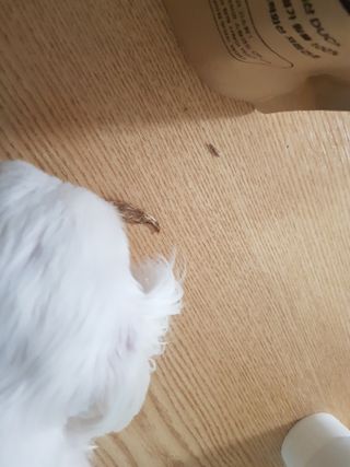 [보헤리] 국내산 강아지 육포간식 바삭 64 2종 — 5점을 준 리뷰어가 2022년 4월 올린 사용 사진