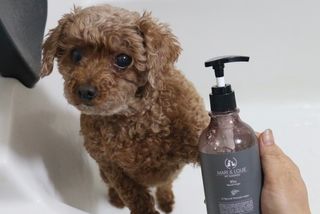 마리앤루이펫샴푸 [mari and louie pet shampoo] — 5점을 준 리뷰어가 2021년 6월 올린 사용 사진