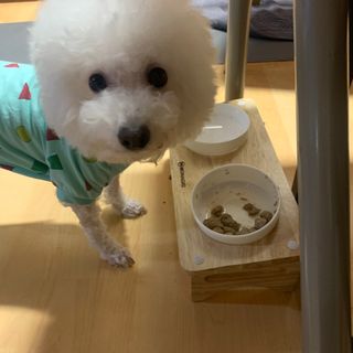 [보장균수500만] 건강한장 프로젝트 강아지사료 보스독 프로바이오틱스 340.19g 2종 — 5점을 준 리뷰어가 2021년 2월 올린 사용 사진