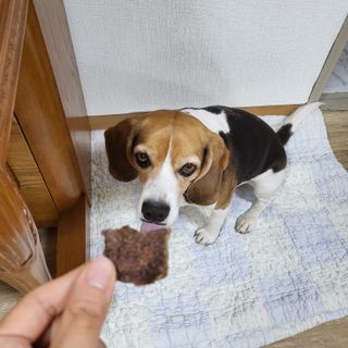 [졸리졸리] 말고기 육포 간식 (HORSE MEAT JERKY) — 5점을 준 리뷰어가 2023년 1월 올린 사용 사진