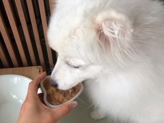 비타크래프트 조에시 하트캔 85g 강아지 습식캔 10캔 — 5점을 준 리뷰어가 2021년 8월 올린 사용 사진