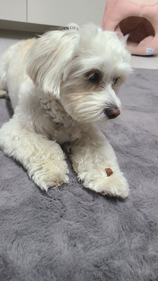 My Pet Care 천연단백질 눈건강에 개좋아 — 3점을 준 리뷰어가 2021년 3월 올린 사용 사진