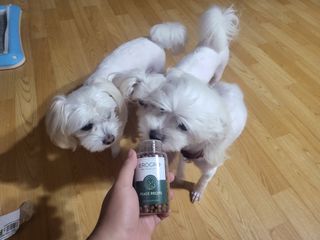 펫21 그로그로 5종 강아지 고양이 반려동물 한방 영양제 — 3점을 준 리뷰어가 2021년 11월 올린 사용 사진