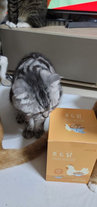 도그퓨어 푸드닭 강아지 닭고기 통살 애견간식 오리지널/차전자피/초록입홍합 — 5점을 준 리뷰어가 2021년 11월 올린 사용 사진
