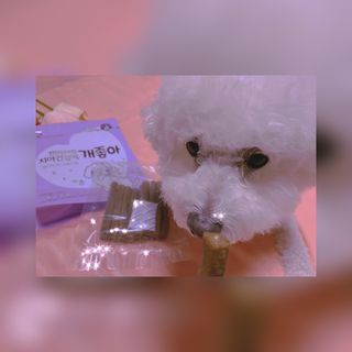 My Pet Care 천연단백질 치아건강에 개좋아 — 5점을 준 리뷰어가 2021년 3월 올린 사용 사진