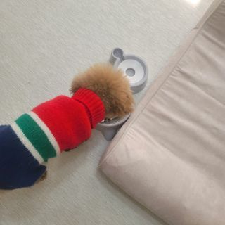 캐닌캐비어 알카라인 홀리스틱 그레이프리 앙뜨레 ALS_4종 오픈스카이, 와일드오션, 프리스피릿, 스페셜니즈 — 4.5점을 준 리뷰어가 2023년 2월 올린 사용 사진