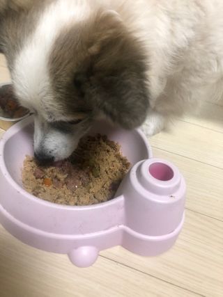 [보장균수500만] 건강한장 프로젝트 강아지사료 보스독 프로바이오틱스 340.19g 2종 — 4.5점을 준 리뷰어가 2021년 1월 올린 사용 사진