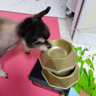 [세싹보울] 세균 싹~ 사라지는 셀앤핏 펫 항균동 애견식기 — 3.5점을 준 리뷰어가 2021년 6월 올린 사용 사진